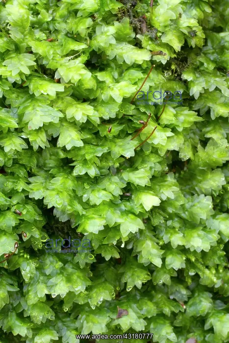 : Shining Hookeria - Hanvec, Foret du Cranou. Finistere : Shining Hookeria - Hanvec, Foret du Cranou. Finistere