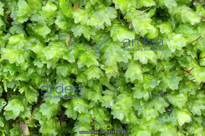 : Shining Hookeria - Hanvec, Foret du Cranou. Finistere : Shining Hookeria - Hanvec, Foret du Cranou. Finistere