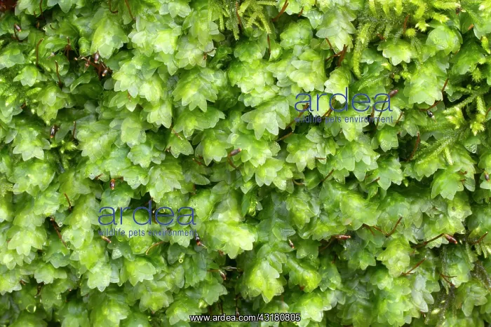: Shining Hookeria - Hanvec, Foret du Cranou. Finistere : Shining Hookeria - Hanvec, Foret du Cranou. Finistere