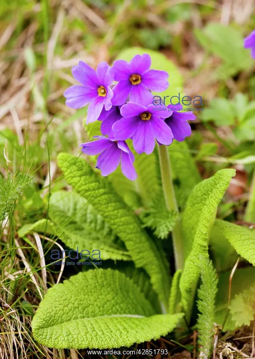 : Shining Primula - in the Great Caucasus : Shining Primula - in the Great Caucasus