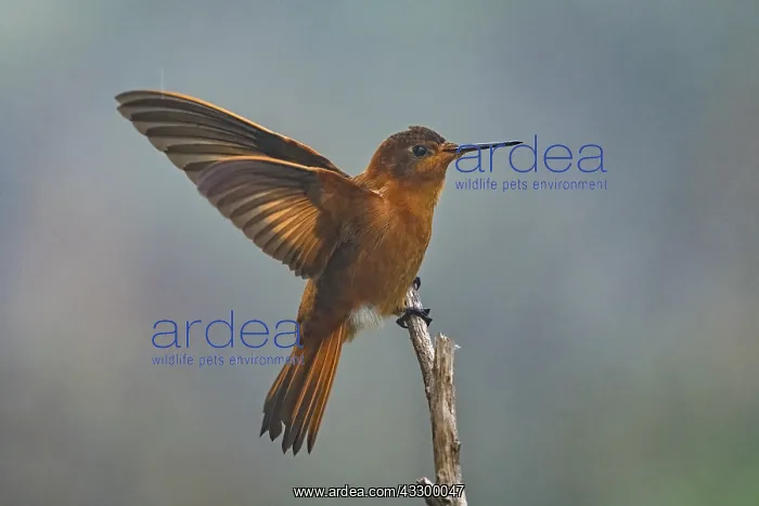 : Shining Sunbeam (Aglaeactis cupripennis) Los Nevados : Shining Sunbeam (Aglaeactis cupripennis) Los Nevados