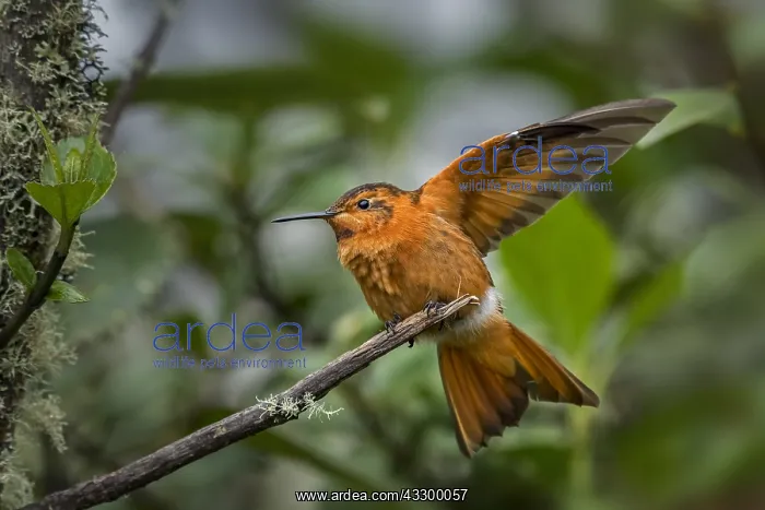 : Shining Sunbeam (Aglaeactis cupripennis) Los Nevados : Shining Sunbeam (Aglaeactis cupripennis) Los Nevados