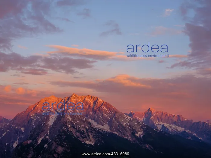 : Shining Watzmann at sunrise, right Hochkalter, Berchtesgaden : Shining Watzmann at sunrise, right Hochkalter, Berchtesgaden
