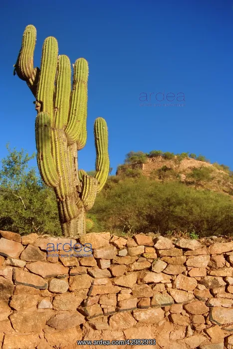 : Shinkal Ruins - prehistoric inca empire ruins of : Shinkal Ruins - prehistoric inca empire ruins of