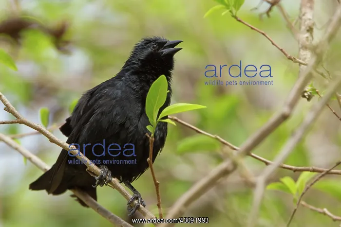 : Shiny Cowbird : Shiny Cowbird