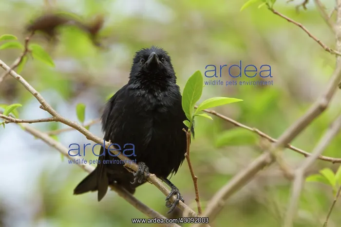 : Shiny Cowbird : Shiny Cowbird
