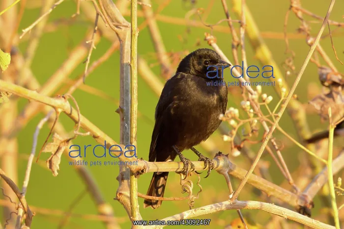 : Shiny Cowbird : Shiny Cowbird