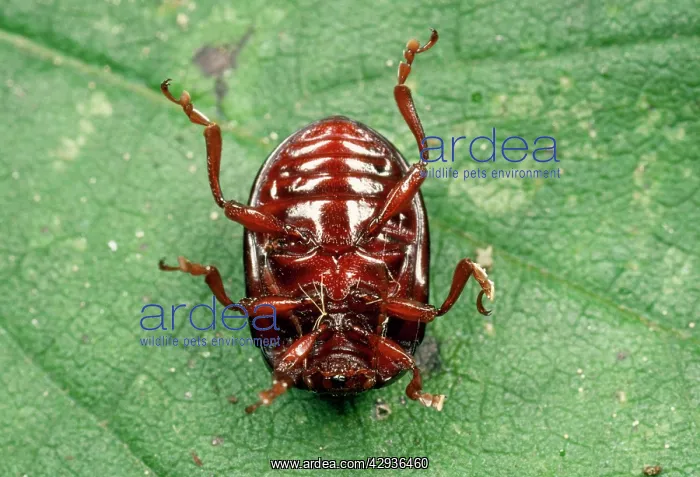 : Shiny Leaf Beetle - playing dead : Shiny Leaf Beetle - playing dead
