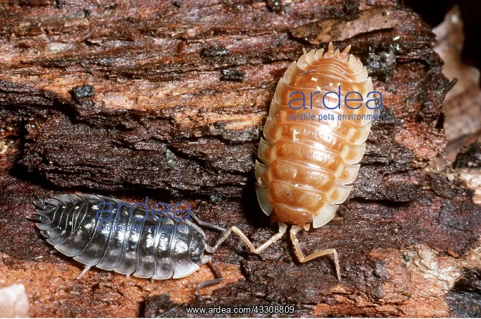 : Shiny Woodlice - Colour varieties : Shiny Woodlice - Colour varieties