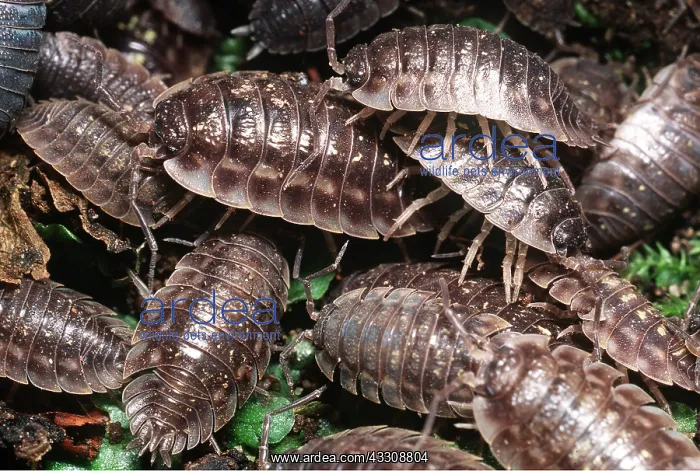 : Shiny WOODLOUSE - Aggregation : Shiny WOODLOUSE - Aggregation