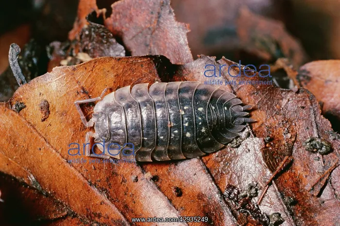 : SHINY WOODLOUSE - On dead leaf : SHINY WOODLOUSE - On dead leaf