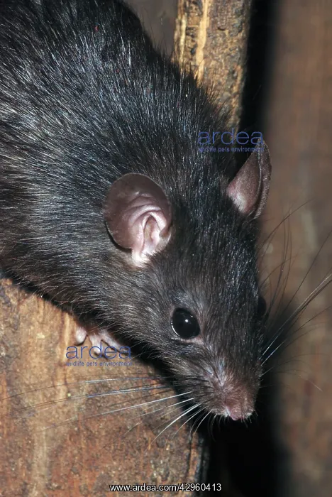  : Ship  /  Black Rat