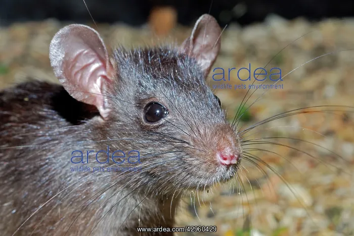  : Ship  /  Black Rat
