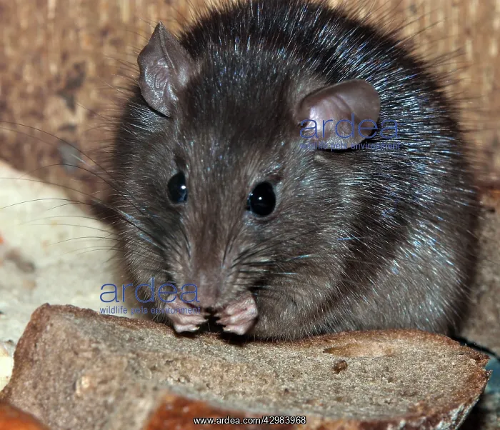 : Ship / Black Rat - eating bread : Ship / Black Rat - eating bread