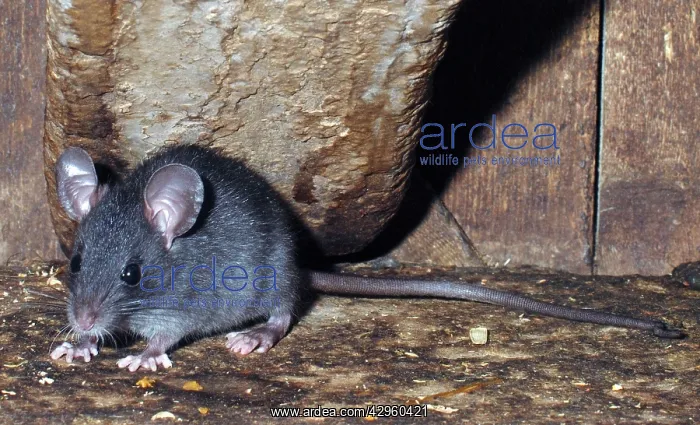 : Ship / Black Rat - juvenile : Ship / Black Rat - juvenile
