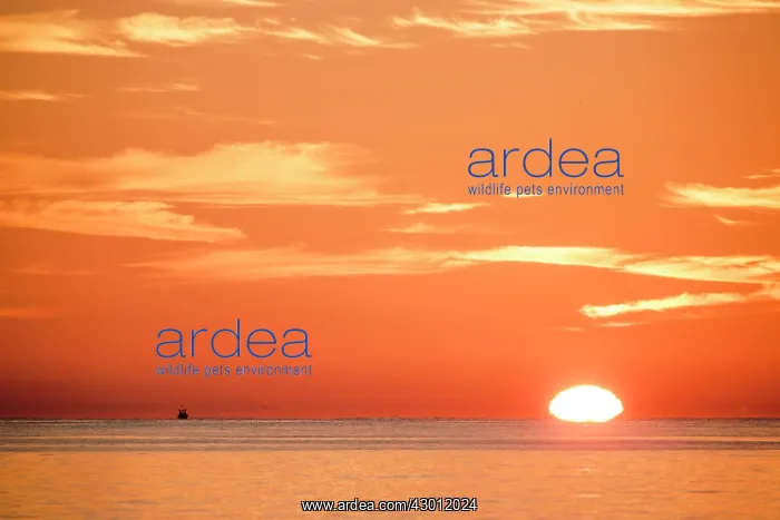 : Ship in the sea at sunrise : Ship in the sea at sunrise