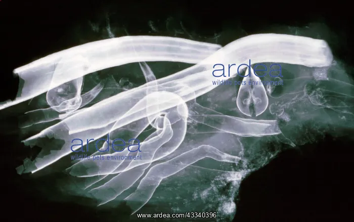 : Shipworm - xray showing calcium lined burrows in : Shipworm - xray showing calcium lined burrows in