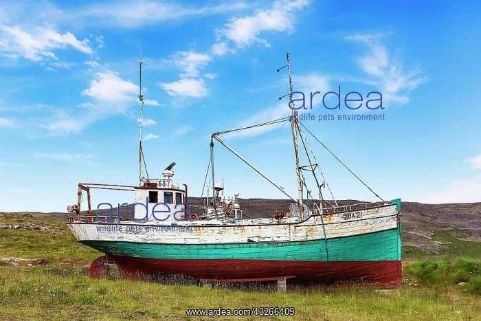 : Shipwreck in barren landscape, Hnjotur, Egill Olafsson : Shipwreck in barren landscape, Hnjotur, Egill Olafsson