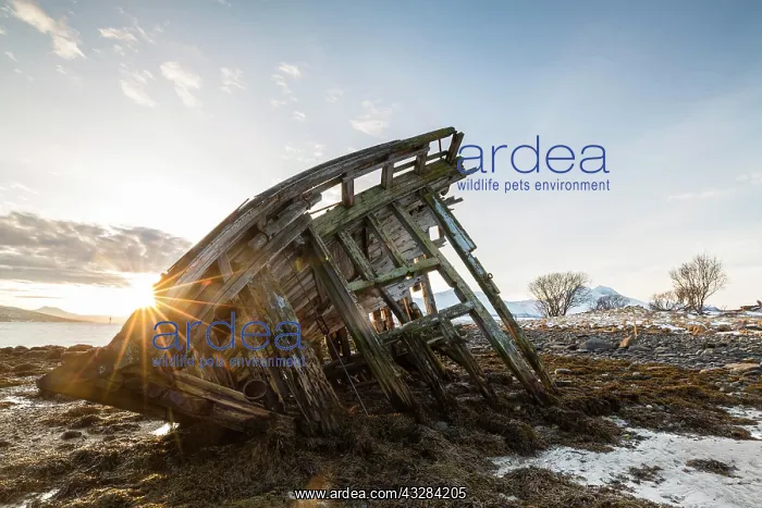 : Shipwreck at low tide, sunrise, Tisnes peninsula : Shipwreck at low tide, sunrise, Tisnes peninsula