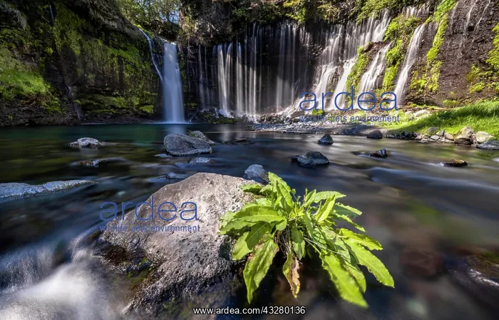 : Shiraito Waterfall, Fuji-Hakone-Izu National Park : Shiraito Waterfall, Fuji-Hakone-Izu National Park