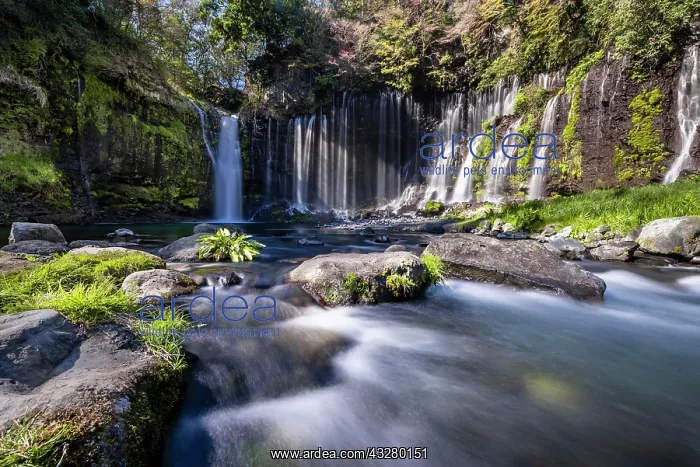 : Shiraito Waterfall, Fuji-Hakone-Izu National Park : Shiraito Waterfall, Fuji-Hakone-Izu National Park