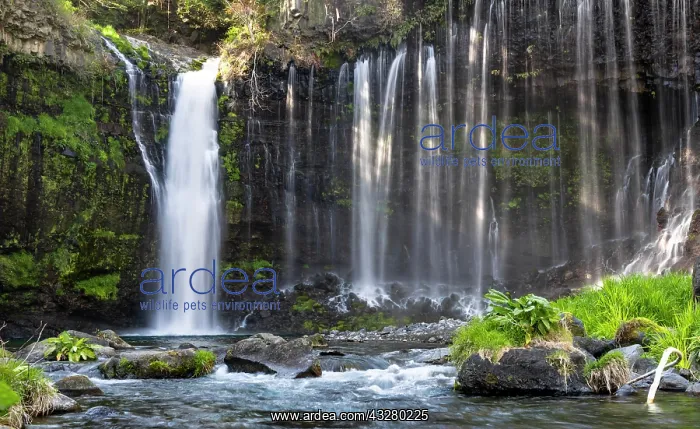 : Shiraito Waterfall, Fuji-Hakone-Izu National Park : Shiraito Waterfall, Fuji-Hakone-Izu National Park
