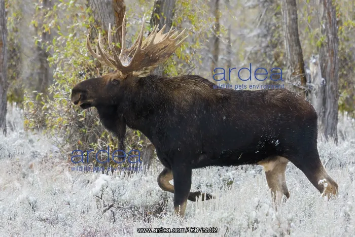 : Shiras bull moose : Shiras bull moose