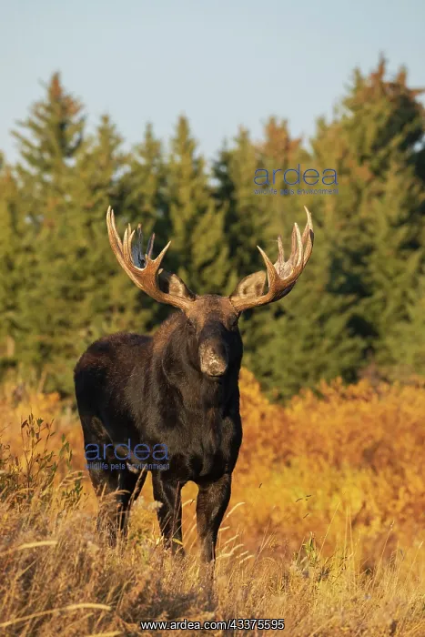 : Shiras bull moose : Shiras bull moose
