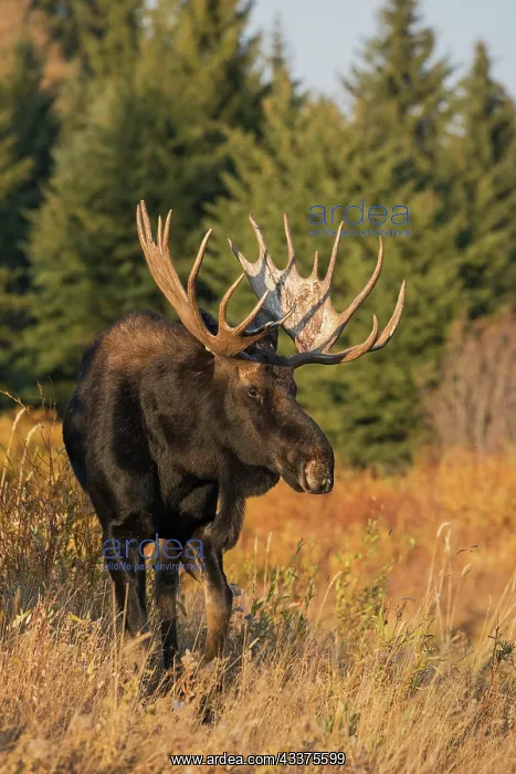 : Shiras bull moose : Shiras bull moose