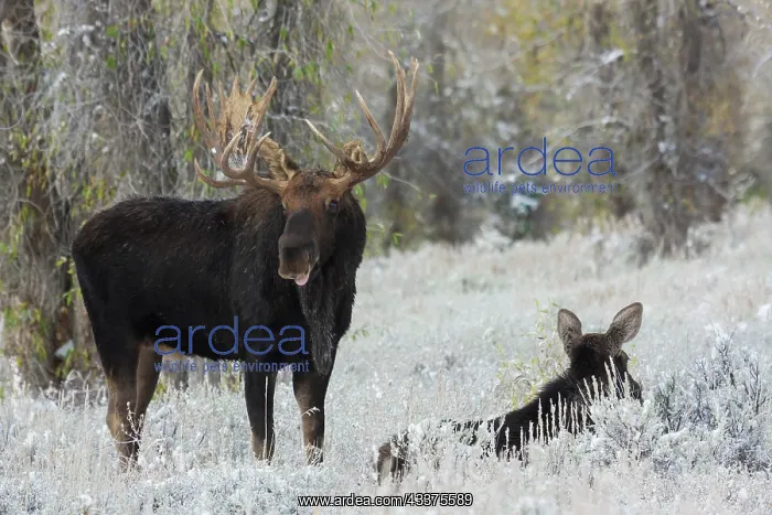 : Shiras bull moose courting cow moose : Shiras bull moose courting cow moose