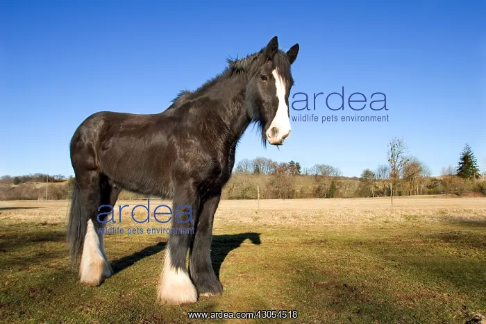  : Shire horse Bussurelle Haute-Saone