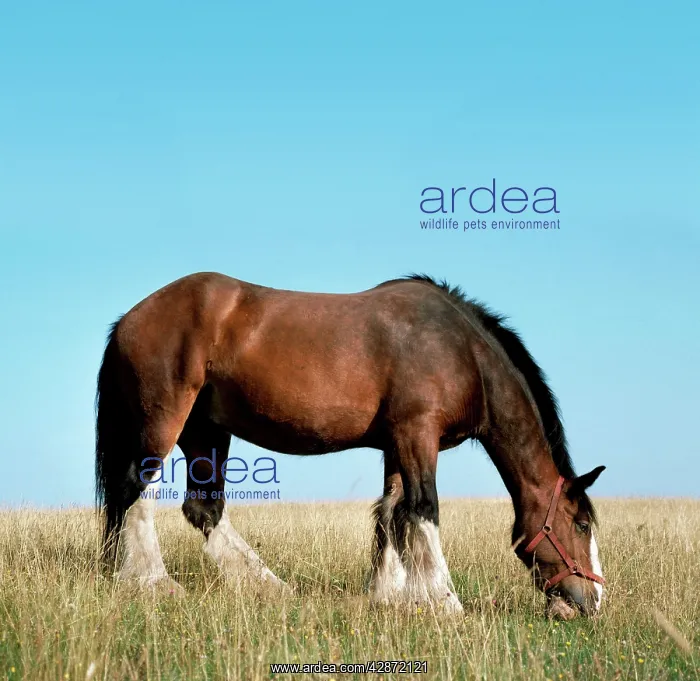  : Shire HORSE - In field grazing