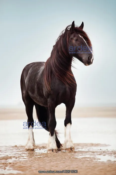 : Shire Horse gelding, black with a blaze, roaming : Shire Horse gelding, black with a blaze, roaming