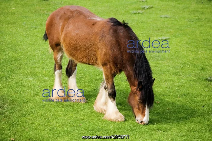 : Shire horse - grazing : Shire horse - grazing