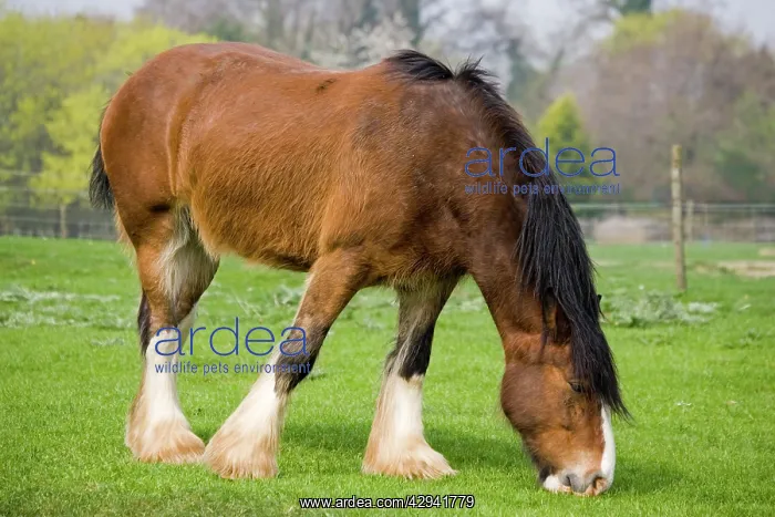 : Shire horse - grazing : Shire horse - grazing