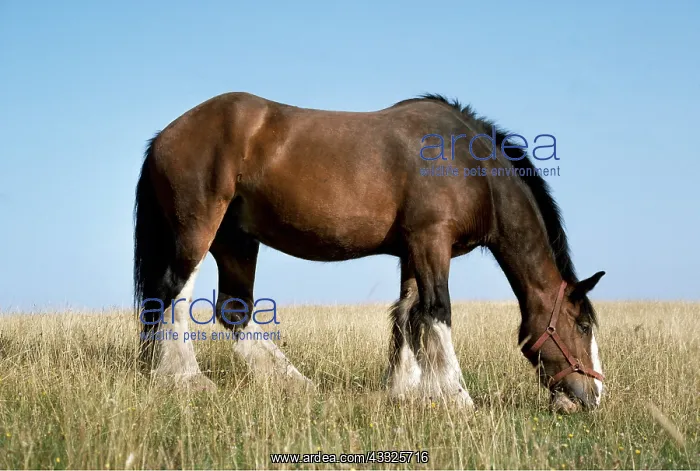 : Shire HORSE - grazing, side profile : Shire HORSE - grazing, side profile