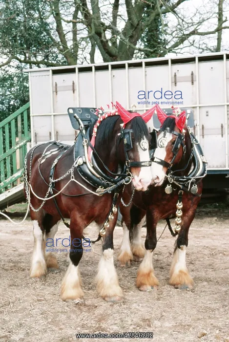 : Shire HORSE - harnessed pair : Shire HORSE - harnessed pair
