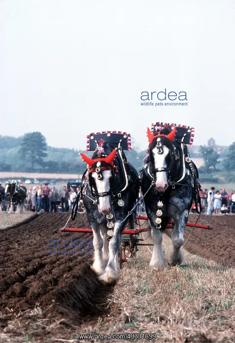 : Shire HORSE - Horses ploughing : Shire HORSE - Horses ploughing
