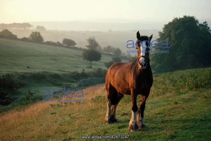  : Shire Horse - retired