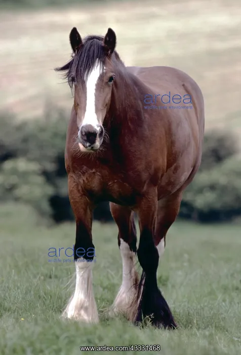 : Shire HORSE - standing in field : Shire HORSE - standing in field