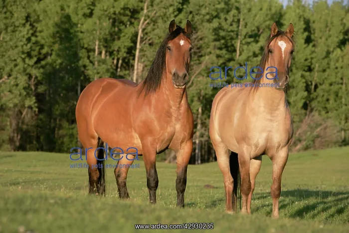 : Shire Horses - Two standing together in meadow : Shire Horses - Two standing together in meadow