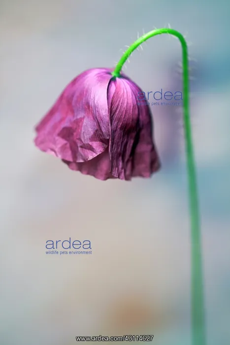: Shirley poppy, Papaver rhoeas Shirley series, Side : Shirley poppy, Papaver rhoeas Shirley series, Side