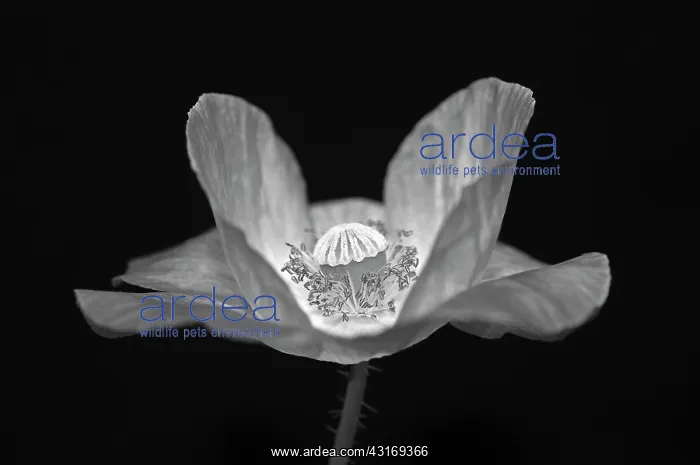 : Shirley poppy, Papaver rhoeas Shirley series, black and whit : Shirley poppy, Papaver rhoeas Shirley series, black and whit