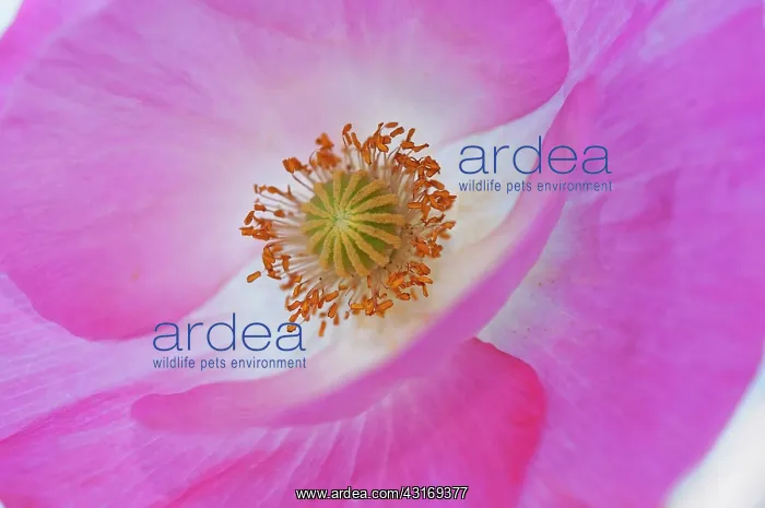 : Shirley poppy, Papaver rhoeas Shirley series, pink flower sh : Shirley poppy, Papaver rhoeas Shirley series, pink flower sh