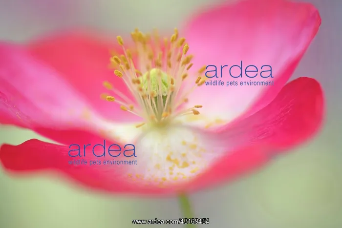 : Shirley poppy, Papaver rhoeas Shirley series, pink flower sh : Shirley poppy, Papaver rhoeas Shirley series, pink flower sh