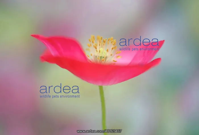 : Shirley poppy, Papaver rhoeas Shirley series, pink flower sh : Shirley poppy, Papaver rhoeas Shirley series, pink flower sh