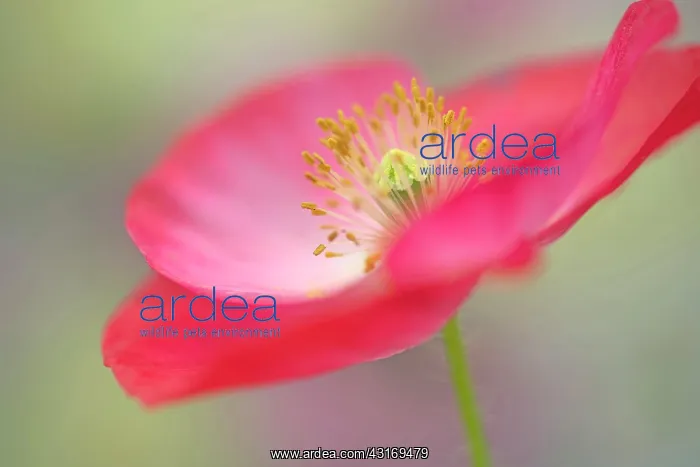 : Shirley poppy, Papaver rhoeas Shirley series, pink flower sh : Shirley poppy, Papaver rhoeas Shirley series, pink flower sh