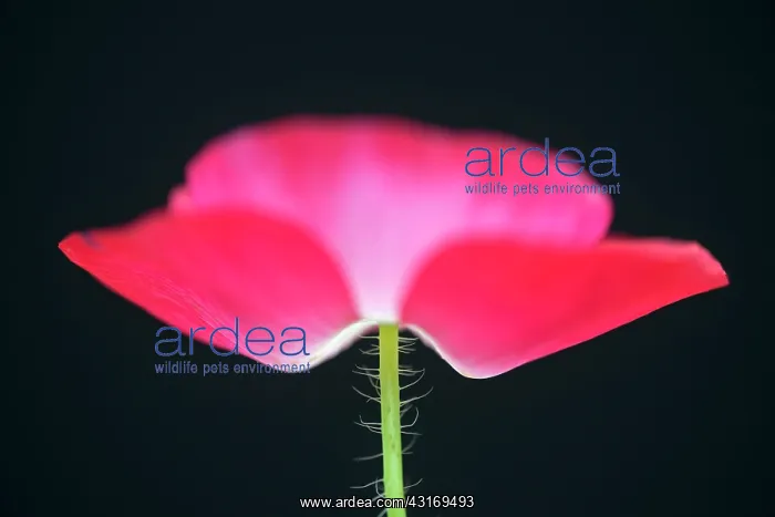 : Shirley poppy, Papaver rhoeas Shirley series, pink flower sh : Shirley poppy, Papaver rhoeas Shirley series, pink flower sh