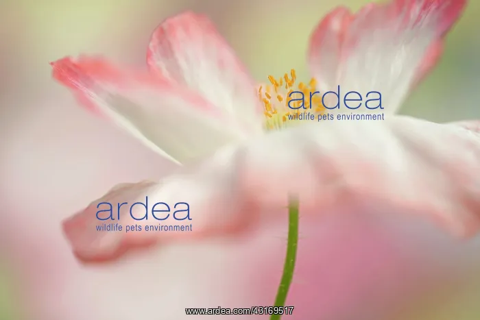 : Shirley poppy, Papaver rhoeas Shirley series. pink flower sh : Shirley poppy, Papaver rhoeas Shirley series. pink flower sh