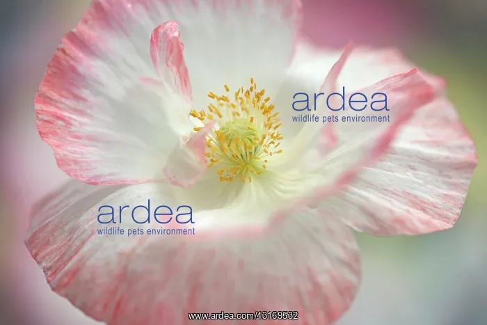 : Shirley poppy, Papaver rhoeas Shirley series. pink flower sh : Shirley poppy, Papaver rhoeas Shirley series. pink flower sh